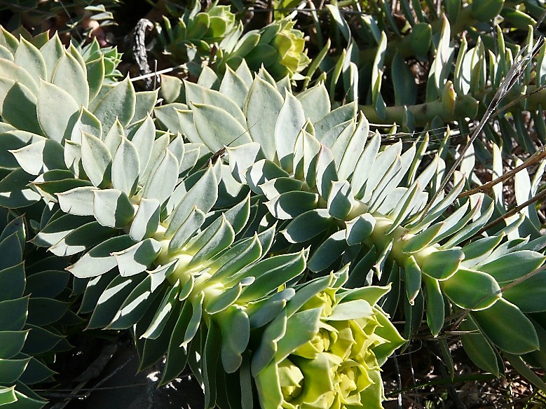 Euphorbia rigida / Euforbia rigida